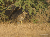 Kaapse Griel - Spotted Thick-knee - Burhinus capensis