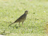 Langsnavelpieper - Long-billed Pipit - Anthus similis