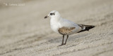 Zwartkopmeeuw - Mediterranean Gull - Larus melanocephalus