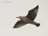 Geelpootmeeuw - Yellow-legged Gull - Larus michahellis