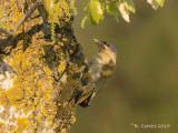 Grijskopspecht - Grey-headed Woodpecker - Picus canus