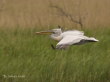 Kroeskoppelikaan - Dalmatian Pelican - Pelecanus crispus