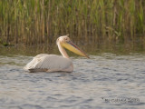 Roze Pelikaan - Great White Pelican - Pelecanus onocrotalus