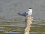 Visdief - Common Tern - Sterna hirundo