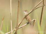 Grote Karekiet - Great Reed Warbler - Acrocephalus arundinaceus