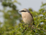 Grauwe Klauwier - Red-backed Shrike - Lanius collurio