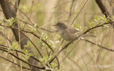 Sperwergrasmus - Barred Warbler - Sylvia nisoria