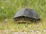 Europese Moerasschildpad - European Pond Turtle - Emys orbicularis
