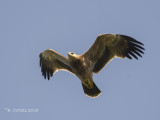 Keizerarend - Imperial Eagle - Aquila heliaca