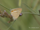 Tijgerblauwtje - Long-tailed blue - Lampides boeticus