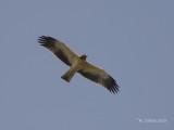 Dwergarend - Booted Eagle - Hieraaetus pennatus