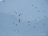 Zwarte Wouw - Black Kite - Milvus migrans