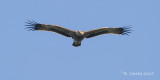 Keizerarend - Imperial Eagle - Aquila heliaca