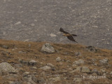 Lammergier - Bearded Vulture/Lammergeier - Gypaetus barbatus