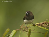 Spitsstaartbronzemannetje - White-rumped Munia - Lonchura striata