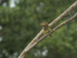 Bruinkopbaardvogel - Brown-headed Barbet - Megalaima zeylanica