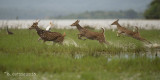 Axishert - Spotted Deer - Axis axis