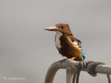 Smyrnaijsvogel - White-throated Kingfisher - Halcyon smyrnensis