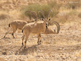 Nubische Steenbok - Nubian Ibex - Capra nubiana