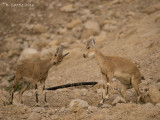 Nubische Steenbok - Nubian Ibex - Capra nubiana