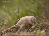 Arabische Babbelaar - Arabian Babbler - Turdoides squamiceps