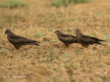 Zwarte Wouw - Black Kite - Milvus migrans