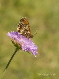 Steppeparelmoervlinder - Nickerls Fritillary - Melitaea aurelia