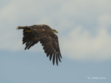 Amerikaanse Zeearend - Bald Eagle - Haliaeetus leucocephalus