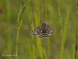 Mi-vlinder - Mother Shipton Moth - Euclidia mi