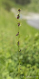 Vliegenorchis - Fly Orchid - Ophrys insectifera