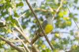 Waaliaduif - Bruces Green Pigeon - Treron waalia