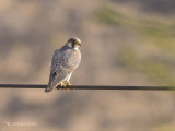 Barbarijse Valk - Barbary Falcon - Falco pelegrinoides