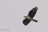 Havikarend - Bonellis Eagle - Hieraaetus fasciatus