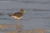 Hemprichs Meeuw - Sooty Gull - Larus hemprichii