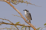 Zuidelijke Klapekster - Southern Grey Shrike - Lanius meridionalis