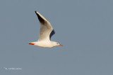 Dunbekmeeuw - Slender-billed Gull - Chroicocephalus genei