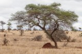 Africa-358.jpg