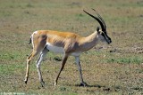 Grants Gazelle, Masai Mara 010929