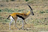 Thomsons Gazelle, Masai Mara 010127
