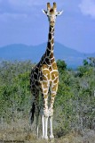 Reticulated Giraffe, Aberdare 010226
