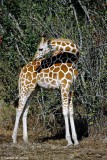 Reticulated Giraffe, Aberdare 010305