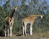 Reticulated Giraffe, Aberdare 010315