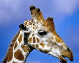 Reticulated Giraffe, Aberdare 010335