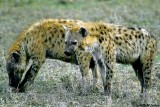 Spotted Hyena, Masai Mara 010428