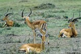 Impala, Masai Mara 010327