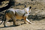 Lion, Samburu 020137