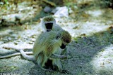 Vervet Monkey, Nakuru 030534