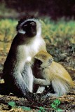 Vervet Monkey, Samburu 010432