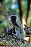 Vervet Monkey, Samburu 010437