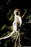 Vervet Monkey, Samburu 011501